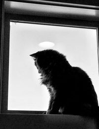 Cat looking through window