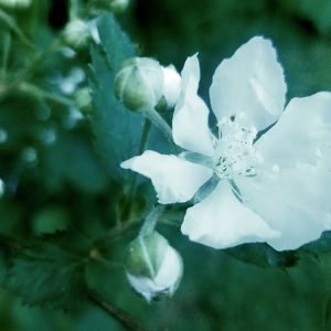 Close-up of flower against blurred background