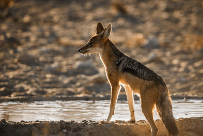 Deer standing on a lake