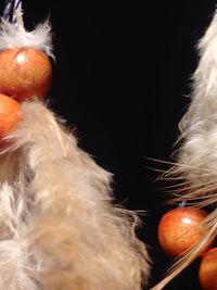 Close-up of cat with christmas lights