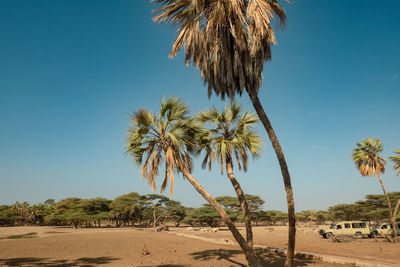 Safari vehicle amidst palm trees at kalacha oasis in northern kenya