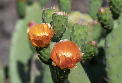 Prickly pears,