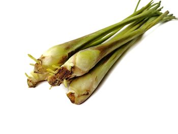 High angle view of leaf over white background