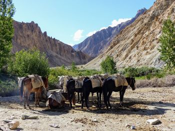 Horses standing on field against mountains