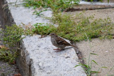 Bird perching on a wall