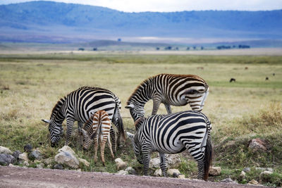 Wildlife africa tanzania