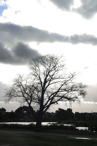 Silhouette bare tree on field against sky