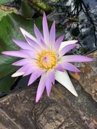 Close-up of purple flower blooming in water