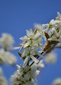Close-up of white flowering plant against sky