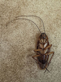 High angle view of insect on floor