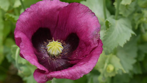 Close-up of pink flower blooming outdoors