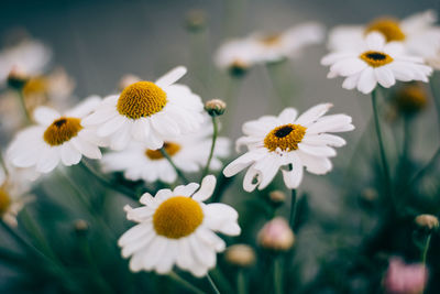 Close-up of white daisy flowers