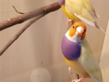 Close-up of a bird