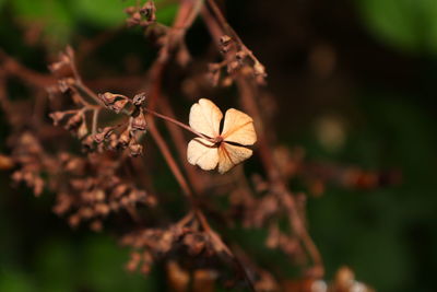 Close-up of flower against blurred background