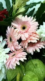 Close-up of flowers