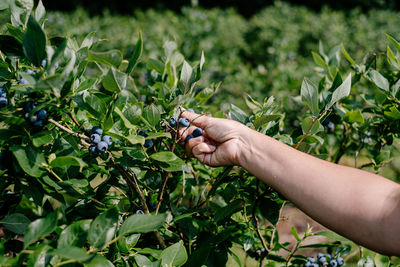 Cropped image of hand holding strawberry plant