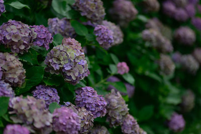 Close-up of purple hydrangea flowers