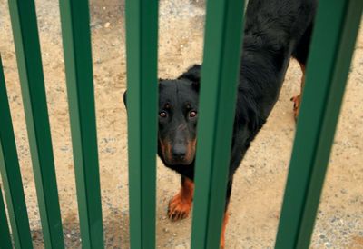 High angle portrait of black dog seen through railing