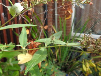 plant