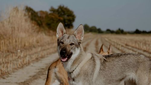 Close-up of dog on field against sky