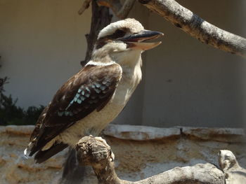 Close-up of bird perching on a tree