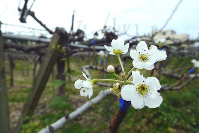 Close-up of white flowers blooming against sky