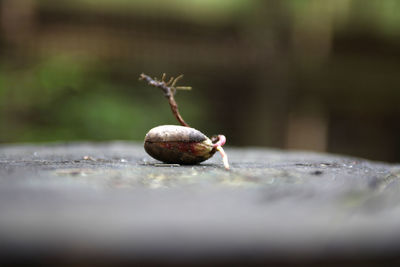 Close-up of snail