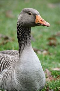 Close-up of swan