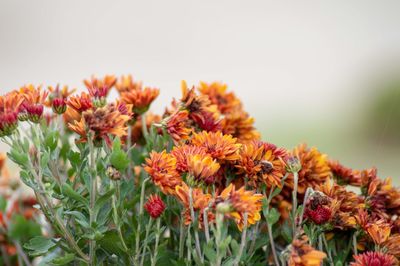 Close-up of yellow flowering plants