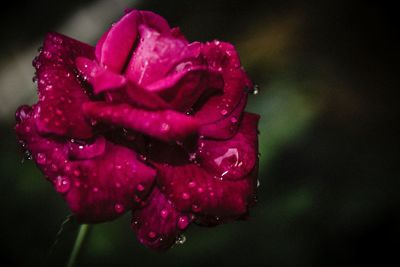 Close up of pink flower