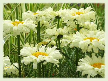 Close-up of white flowers