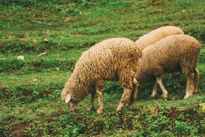 Sheep grazing in a field