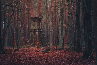 Trees growing in forest during autumn