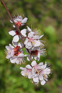 Close-up of white flowers blooming on tree