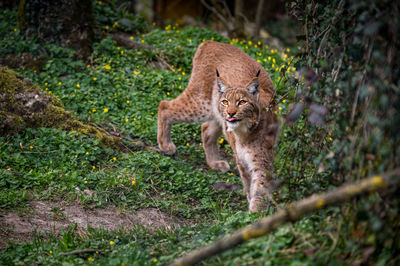 Portrait of a cat on land