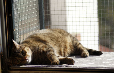 Cat lying on window