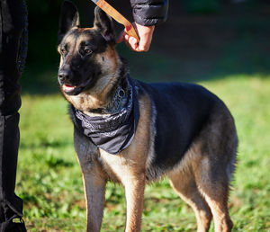 Dog running on field