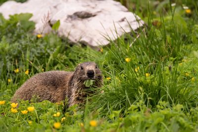 High angle view of marmot on grassy field
