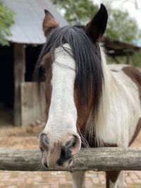 Close-up of horse in stable