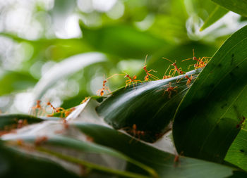 Close-up of insect on plant