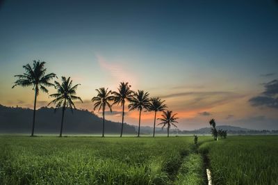 Palm trees on field against sky at sunset