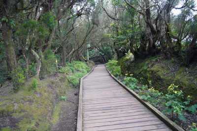 Boardwalk amidst trees in forest