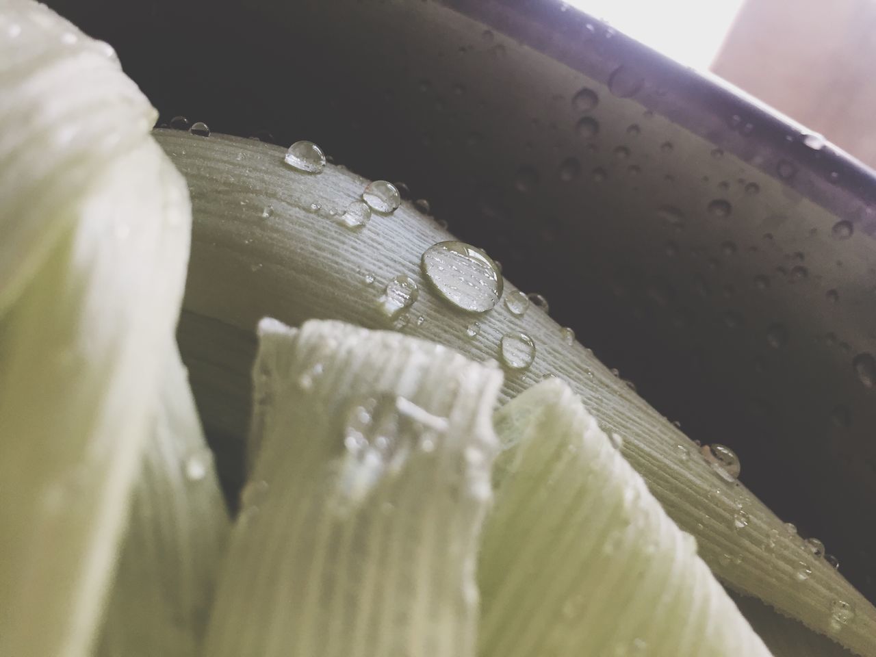 CLOSE-UP OF WATER DROPS ON LEAVES OF RAINDROPS