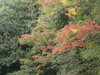 Scenic view of flowering trees in forest during autumn