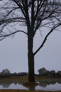 Tree against sky