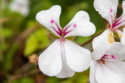 Close-up of white flowering plant