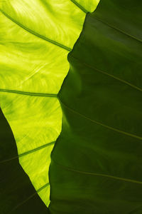 Full frame shot of leaves