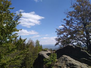 Low angle view of trees and plants against sky