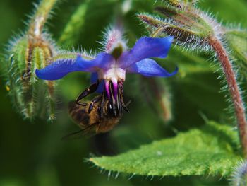 Close-up of bee pollinating on purple flower