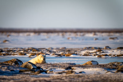 Polar bear lies among rocks on tundra